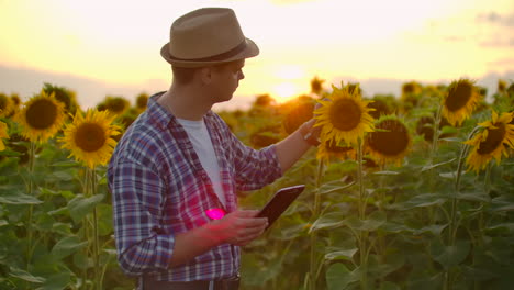 A-famer-walks-across-the-field-with-big-yellow-sunflowers-and-examines-them.-He-writes-their-characteristics-to-ipad.